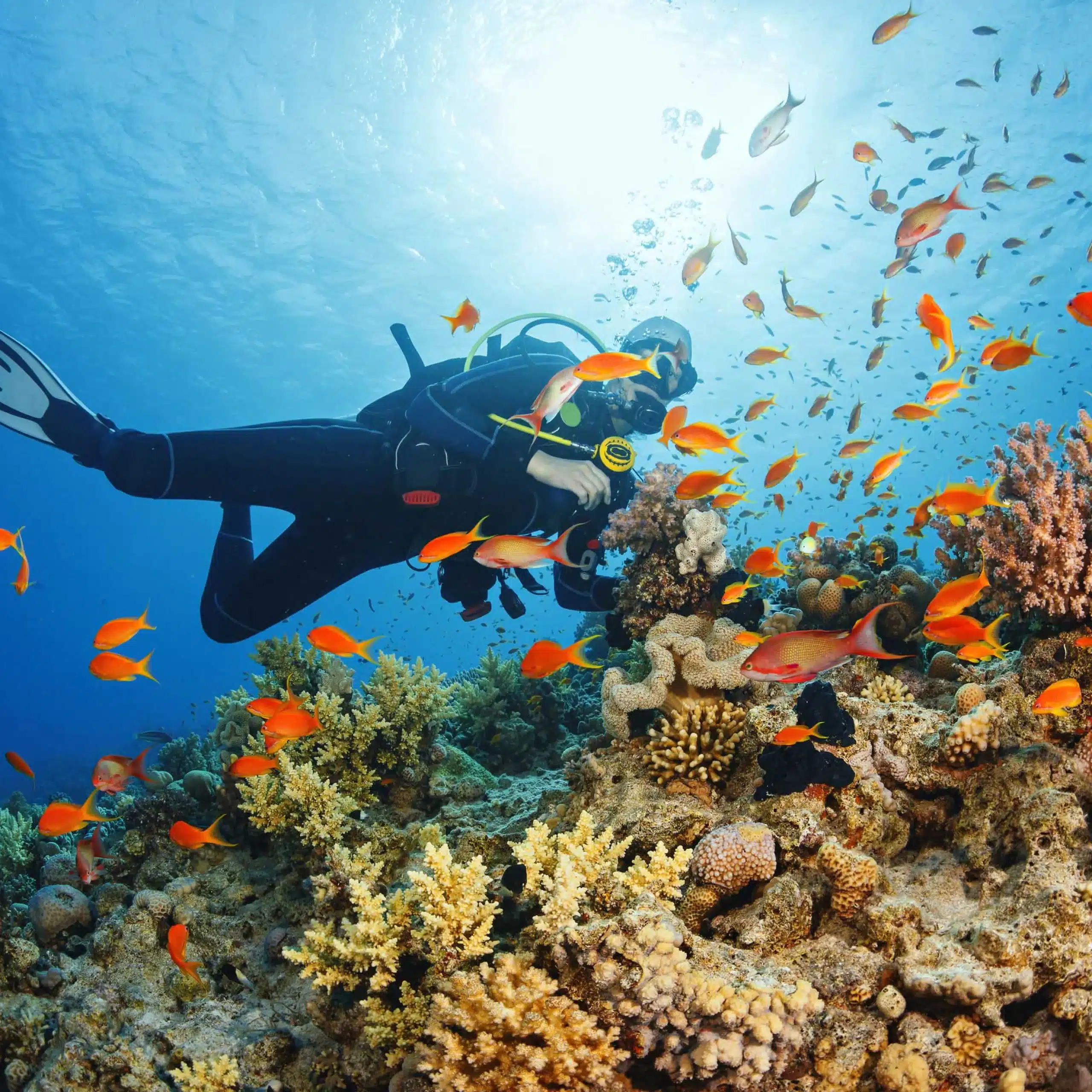 hurghada sea horse