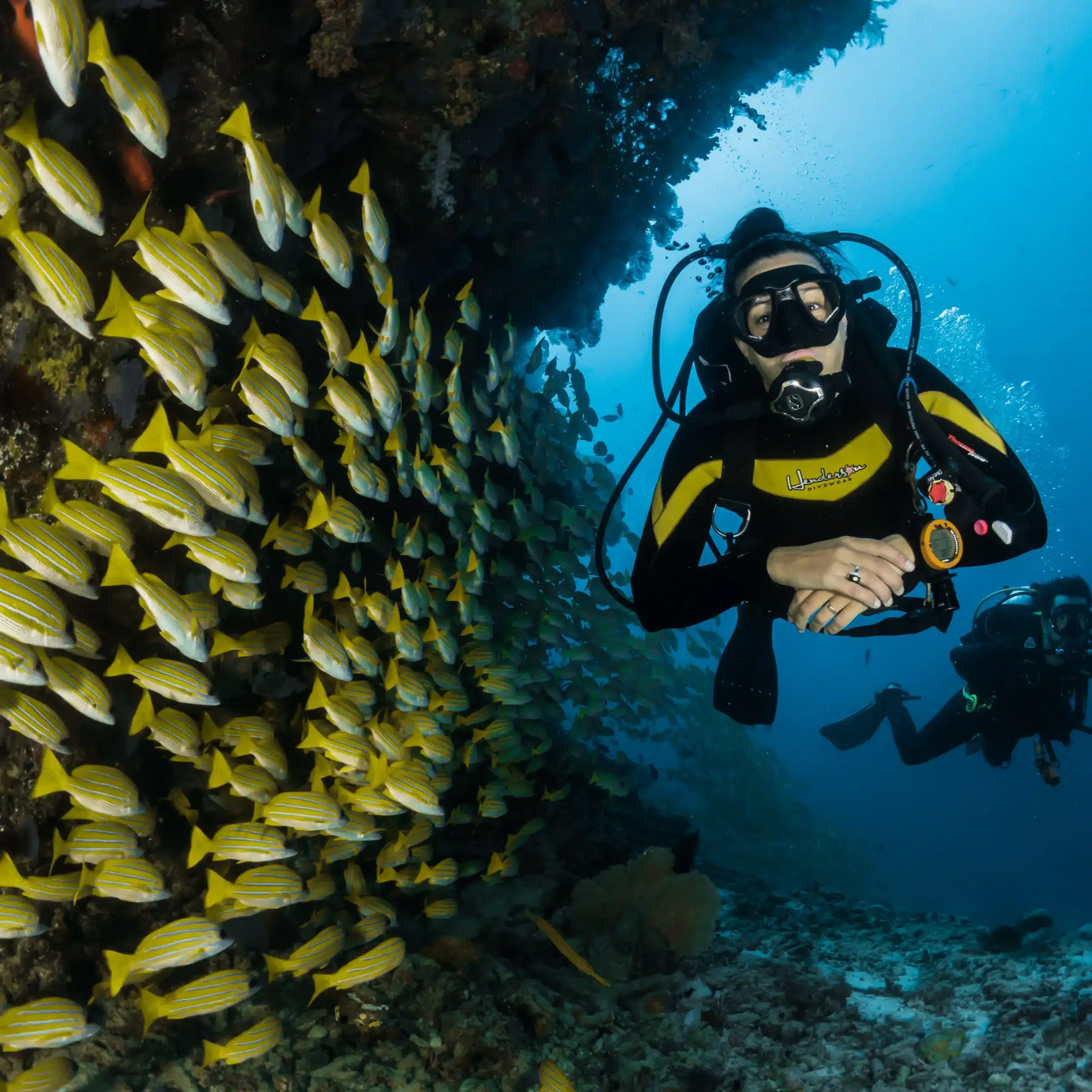 hurghada sea horse